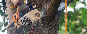 How Our Tree Care Process Works  in  Ruston, WA