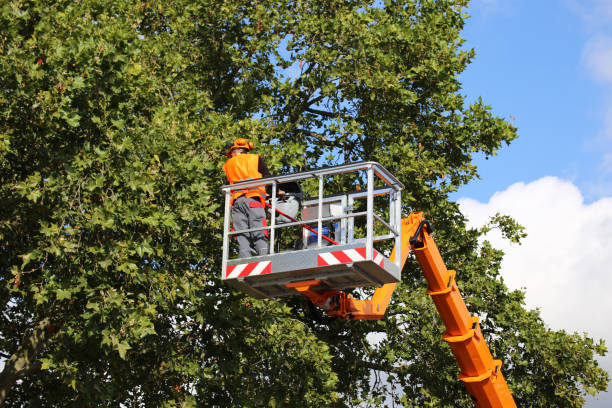 Best Firewood Processing and Delivery  in Ruston, WA
