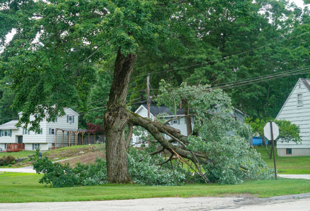 Reliable Ruston, WA Tree Services Solutions