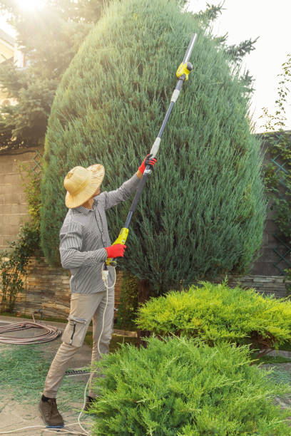 Best Root Management and Removal  in Ruston, WA